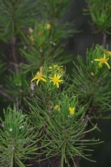 Euryops floribundus