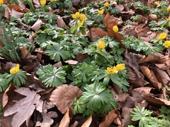 Eranthis hyemalis