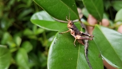 Serpusilla malagassa