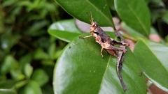 Serpusilla malagassa