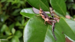 Serpusilla malagassa