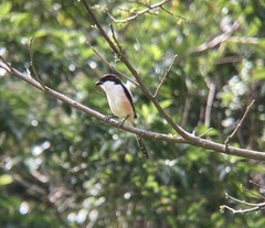 Lanius schach nasutus