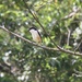 Philippines Long-tailed Shrike - Photo (c) henryedelman, some rights reserved (CC BY-NC), uploaded by henryedelman