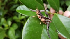 Serpusilla malagassa