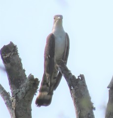 Pachycoccyx audeberti