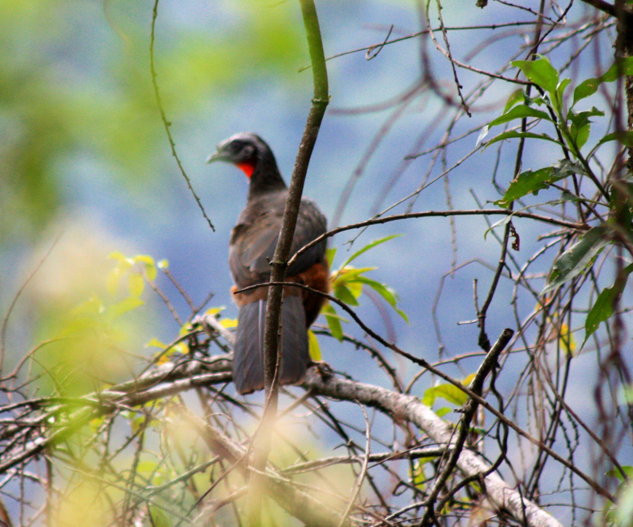 Red-faced Guan (Penelope dabbenei), photo 9