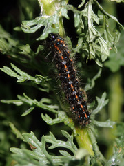 Nyctemera annulata