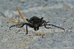 Anthracocentrus capensis