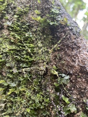 Phricta zwicka