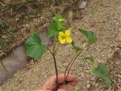 Viola eriocarpa
