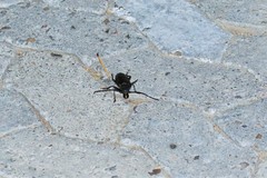 Anthracocentrus capensis