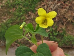 Viola eriocarpa