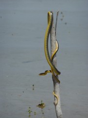 Chironius carinatus