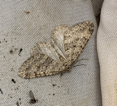 Colostygia multistrigaria