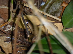 Dendrophidion dendrophis