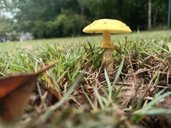 Amanita flavella