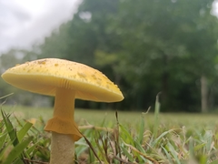 Amanita flavella