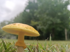 Amanita flavella