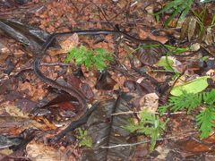 Dendrophidion dendrophis