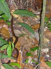 Dendrophidion dendrophis