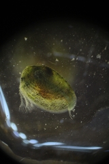 Eulimnadia