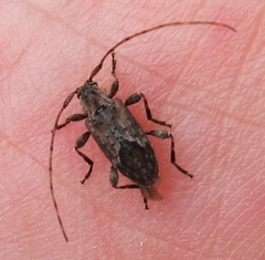 Sternidius misellus