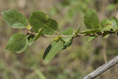 Lonicera nummulariifolia