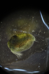 Eulimnadia