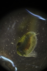 Eulimnadia