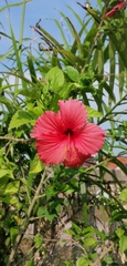 Hibiscus rosa-sinensis