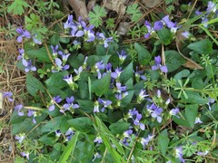 Viola langloisii