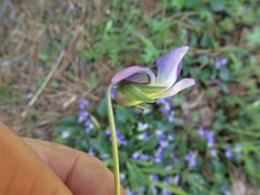 Viola langloisii