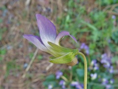 Viola langloisii