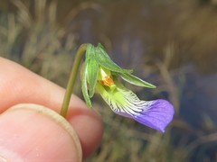 Viola langloisii