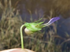 Viola langloisii