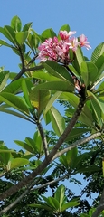 Plumeria rubra