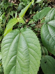 Acalypha wilkesiana