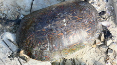 Trachemys venusta cataspila