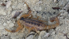 Centruroides vittatus
