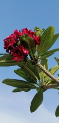 Plumeria rubra