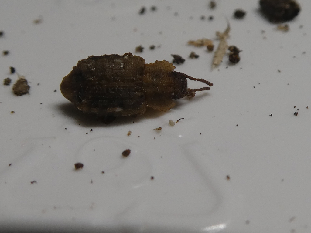 Mesopatrum
