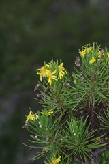 Euryops floribundus