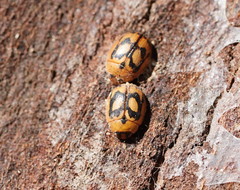 Peltoschema hamadryas