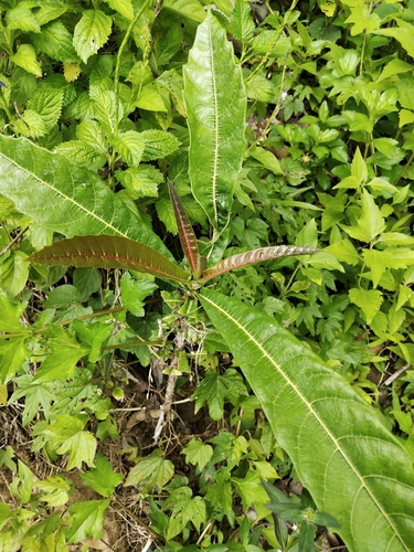 Ficus pseudopalma, photograph 3