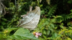 Protogoniomorpha duprei
