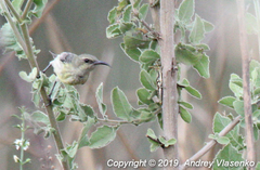 Cinnyris sovimanga apolis