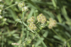 Torilis leptophylla