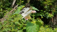 Protogoniomorpha duprei