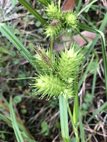 Carex lupuliformis image