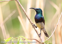 Cinnyris sovimanga apolis